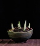 iris-reticulata03 130212a