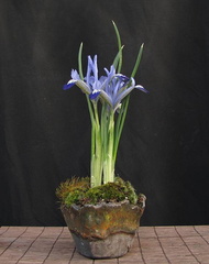 iris-reticulata01.KH 130307a