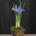 iris-reticulata01.KH 130307a
