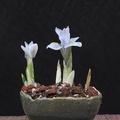 iris-reticulata03_130316a.jpg