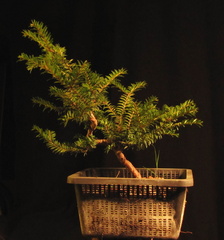 taxus05 130327a