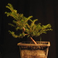 taxus05 130327a