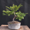 taxus02 130403a