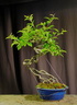 malus neagari 130601a