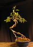 malus neagari 130601b