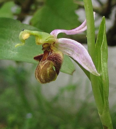Ophrys-apifera 130618b