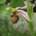 Ophrys-apifera 130618b