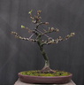 fagus01 130702a