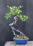 malus neagari 130706a