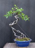 malus neagari 130706b