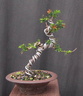 taxus05 130728a