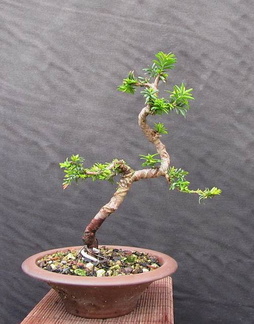 taxus05 130729a