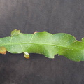 Epiphyllum-oxypetalum 130803b