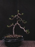 pinus03 130531a