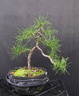 pinus03 131030a