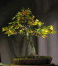 fagus01 131107a