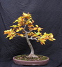 fagus01 131109a