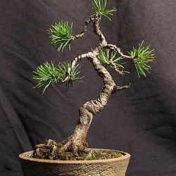 Pinus mugo 2