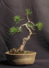 Pinus mugo 2