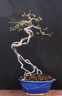 malus neagari 140322a