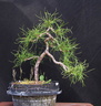 pinus03 140322a