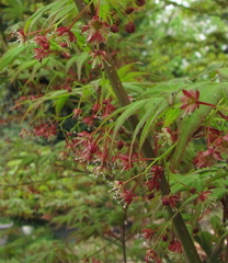 acerp-flor palmatum 140402a