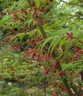 acerp-flor palmatum 140402a