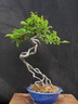 malus neagari 140425a