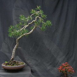 Pinus sylvestris 1