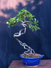 malus neagari 140608a