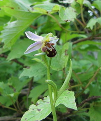 Ophrys-apifera 140612a