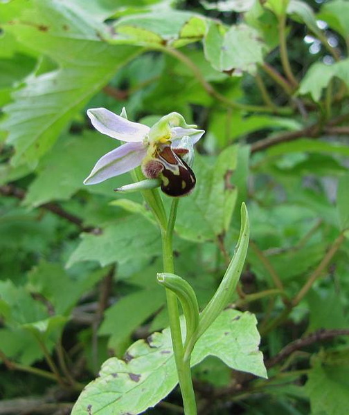 Ophrys-apifera_140612a.jpg