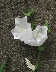 campanule-persicifolia-blanc 140623a