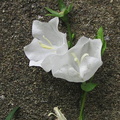 campanule-persicifolia-blanc 140623a