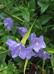 campanule-persicifolia-bleue 140623a
