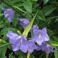 campanule-persicifolia-bleue 140623a