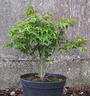 Acer p. 'Little Princess' 2