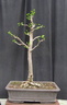ginkgo01 140712a