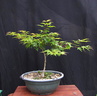 Acer p. 'Little Princess' 1