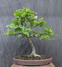 fagus01 140816a