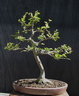 fagus01 140816b