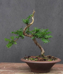 taxus05 140827a