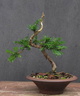 taxus05 140827a
