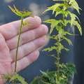 acer.p.crispif00 140912c