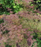 Acer p. 'Emerald Lace'