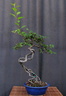malus neagari 140926a