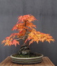 acerp ishigami 141122a