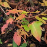 acer-discolor 141120b