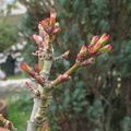 acer-div-crispifolium 150327a