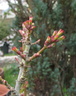acer-div-crispifolium 150327a